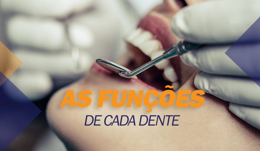 As funções de cada dente As funções de cada dente